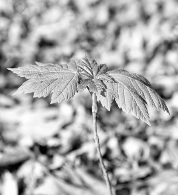 Maple tree sprout with green leaves grow in forest soil sunny natural background, seedling.
