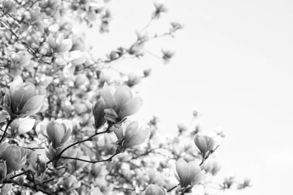 Розовые Цветы Магнолии Весной Копировальное Пространство — стоковое фото
