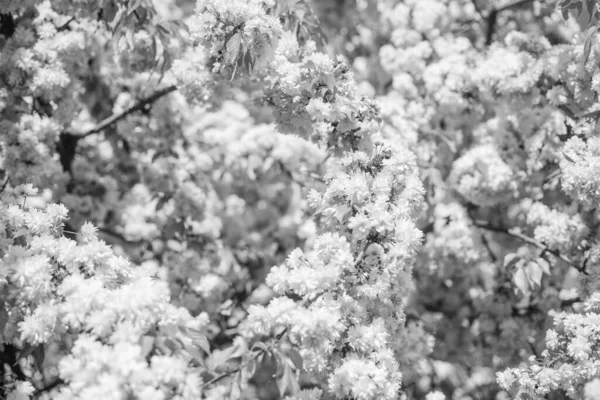 Flores Cor Rosa Árvore Cereja Japonesa Florescente Primavera Fundo Natureza — Fotografia de Stock