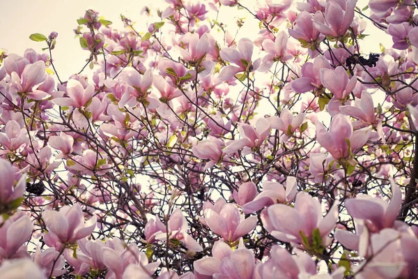 春に咲くマグノリアの枝のピンクの花 — ストック写真