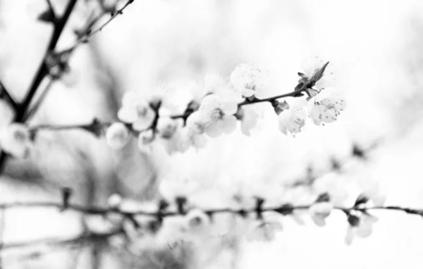 Kwiaty Moreli Kwitnące Gałęziach Drzew Wiosną Naturalnym Niewyraźnym Tle Kwitną — Zdjęcie stockowe