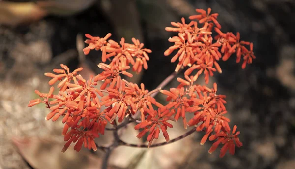 Çiçekli Böğürtlenli Çiçek Makro Doğa — Stok fotoğraf
