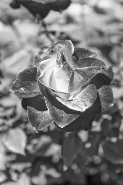 Yazın Açan Kırmızı Gül Çiçeği — Stok fotoğraf