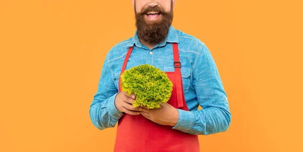 Happy Man Plodiny Pohled Červené Zástěře Držení Čerstvého Listového Salátu — Stock fotografie