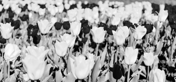 Colorato Tulipano Fiore Primo Piano Con Sfondo Naturale Colorato — Foto Stock