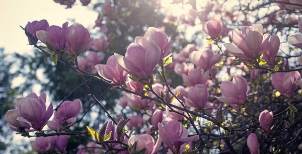 Ροζ Λουλούδια Της Ανθισμένης Μανόλιας Την Άνοιξη — Φωτογραφία Αρχείου