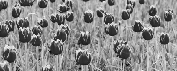 Fiori Rossi Tulipani Olanda Freschi Campo Flora — Foto Stock