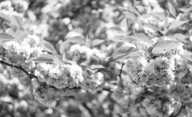 Çiçek açan bahar ağacında pembe sakura çiçeği. Çiçek açıyor..