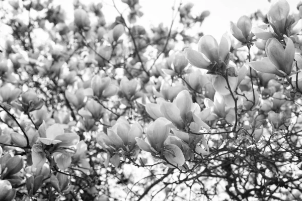 Fiori Rosa Albero Magnolia Fiorente Primavera Primavera — Foto Stock