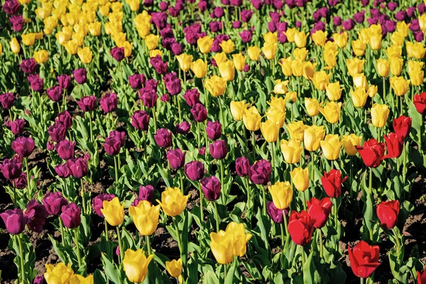 Květinový Záhon Jasného Tulipánu Květinové Pole Jasným Přírodním Pozadím — Stock fotografie