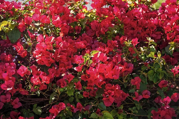 Ανθοφόρο Φυτό Ανθίζει Κόκκινα Bracts Χάρτινο Λουλούδι Φόντο — Φωτογραφία Αρχείου