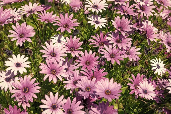 Цветущие Остеоспермы Фиолетовыми Цветами Цветут Весеннем Поле Маргаритки — стоковое фото