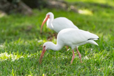 Ibis kuşunun açık hava görüntüsü. Ibis kuşu. Vahşi hayatta Ibis kuşu. Ibis kuşu doğada.