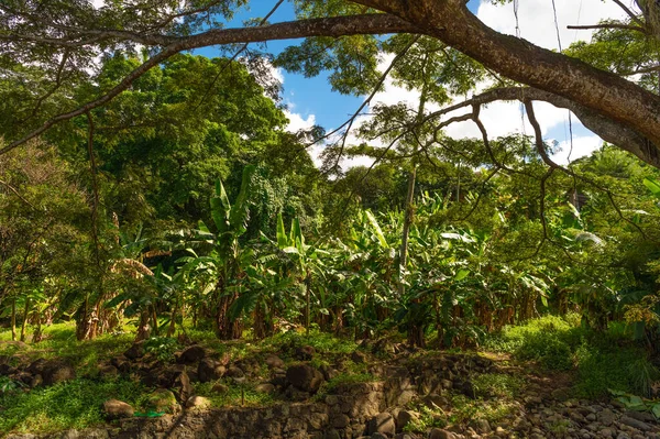 Природа Джунглів Відкритому Повітрі Зелені Джунглі Природа Природи Джунглів Або — стокове фото