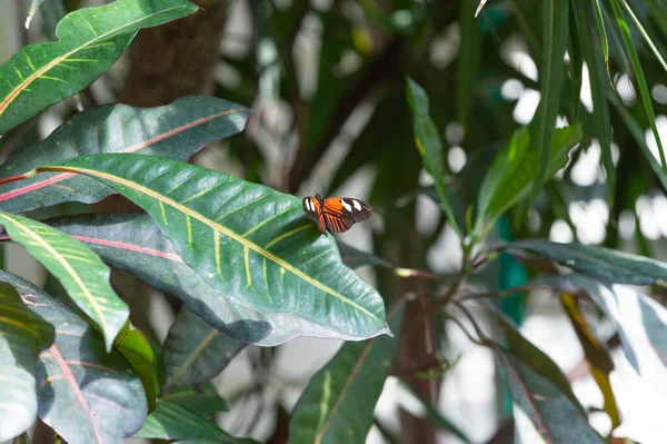 蝴蝶在叶子上的天性 蝴蝶昆虫特写 飞蝴蝶宏观摄影 蝴蝶带翅膀的照片 — 图库照片