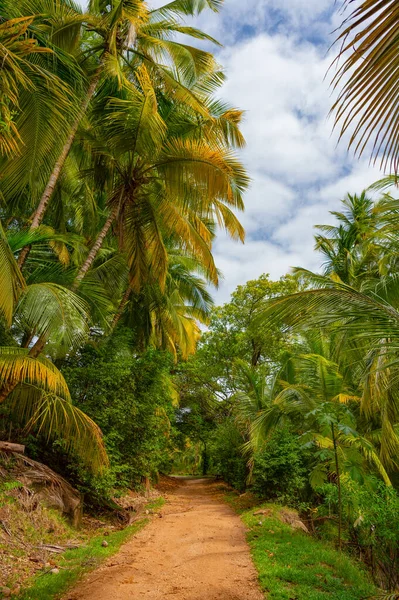 Selva Tropical Sendero Natural Para Caminar Selva Tropical Vegetación Natural — Foto de Stock