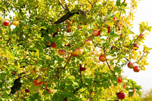 Gyümölcsöskert Világos Érett Alma Szabadban Fénykép Gyümölcsösről Érett Almával Gyümölcsöskert — Stock Fotó