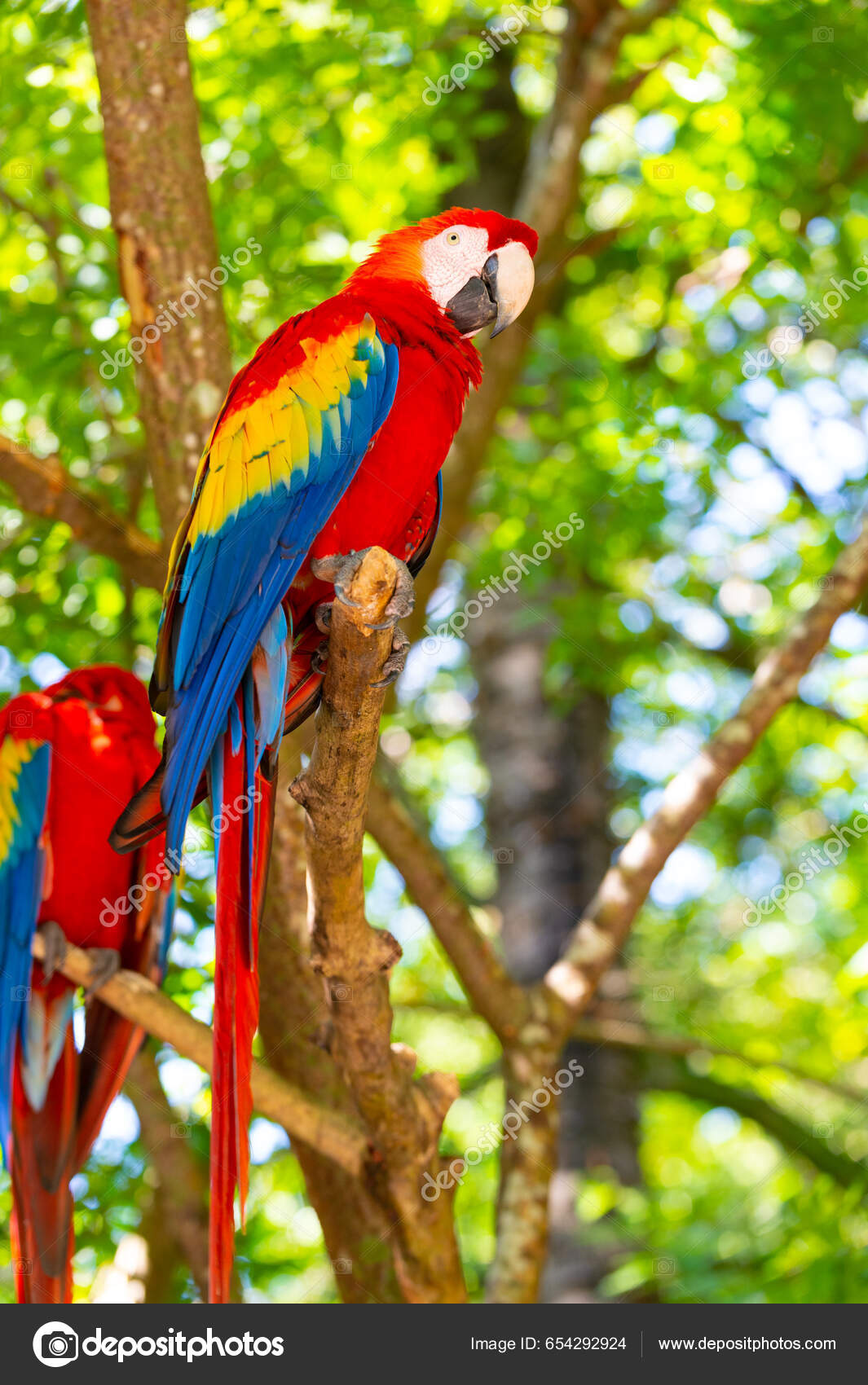 Parlak Renkli Papağan Dışarıda Ara Papağanı 'Nın Hayvanat Bahçesindeki  Fotoğrafı — Stok Foto © stetsik #654292924