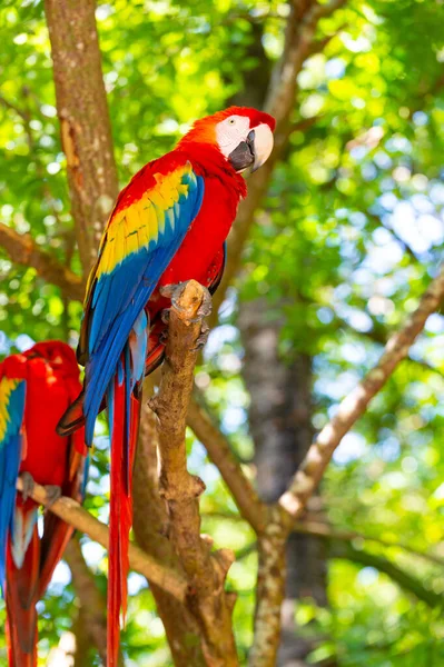 Parlak Renkli Papağan Dışarıda Ara Papağanı Nın Hayvanat Bahçesindeki Fotoğrafı — Stok fotoğraf