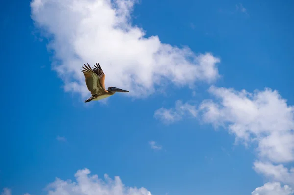 Pássaro Pelicano Verão Espaço Cópia Pássaro Pelicano Voando Céu Pássaro — Fotografia de Stock