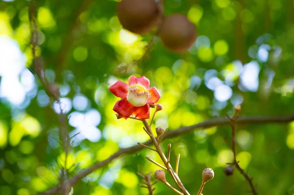 Makro Zdjęcie Kwiat Armatni Roślin Tropikalnych Zdjęcie Kwiatu Kuli Armatniej — Zdjęcie stockowe