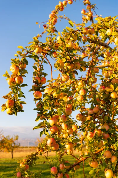 Ώριμη Συγκομιδή Μήλων Υπαίθρια Κλαδιά Φωτογραφία Της Ώριμης Συγκομιδής Μήλων — Φωτογραφία Αρχείου