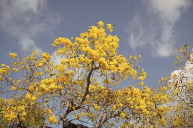 Yellow tabebuia tree top flowers blossoming on blue sky, blossom.