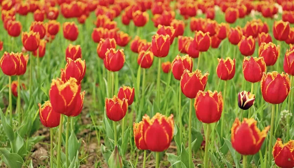 Červené Květy Čerstvých Holandských Tulipánů Poli Květ — Stock fotografie