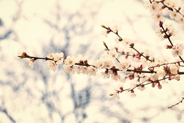 Wiosenne Kwiaty Kwitnące Gałęziach Drzew Migdałowych Naturalnym Niewyraźnym Tle Kwitną — Zdjęcie stockowe