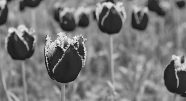 Röda Blommor Färska Holland Tulpaner Sommaren — Stockfoto