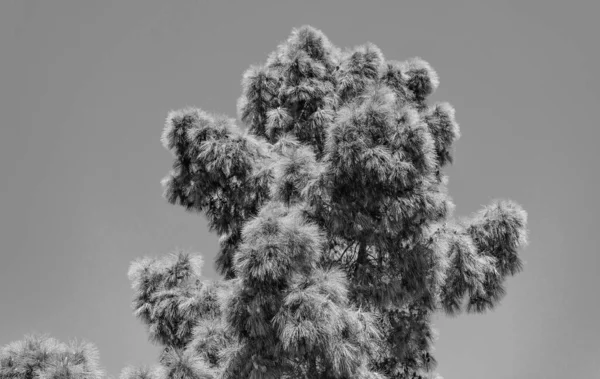 Conifer Tree Treetop Pine Cones Needles Sunny Blue Sky — Stock Photo, Image