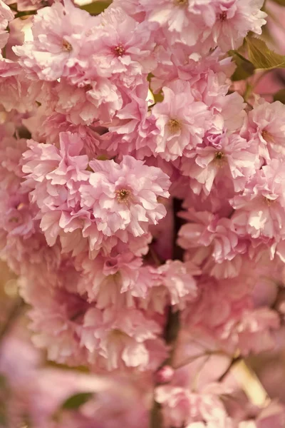 开着的春树上开满了粉红色的樱花 日本花 — 图库照片