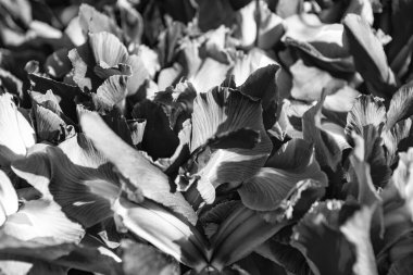 iris flower background. iris flower background purple color. spring iris flower background. photo fo iris flower background.