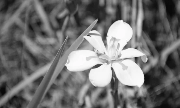 Flor Iris Floreciendo Primavera Espacio Copia — Foto de Stock