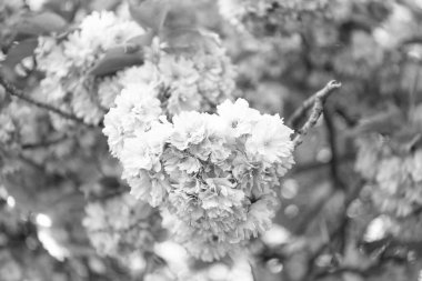 pink sakura flower on blooming spring tree. sunny day.