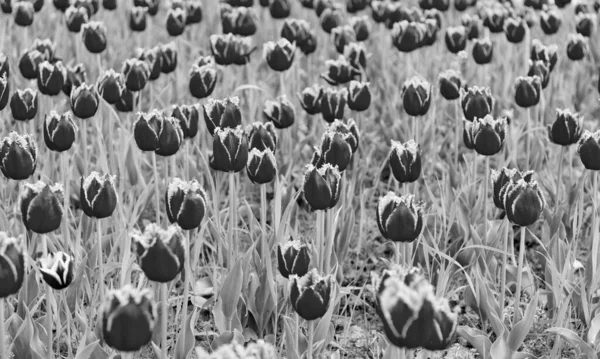 Röda Blommor Färska Holland Tulpaner Fält Blomning — Stockfoto