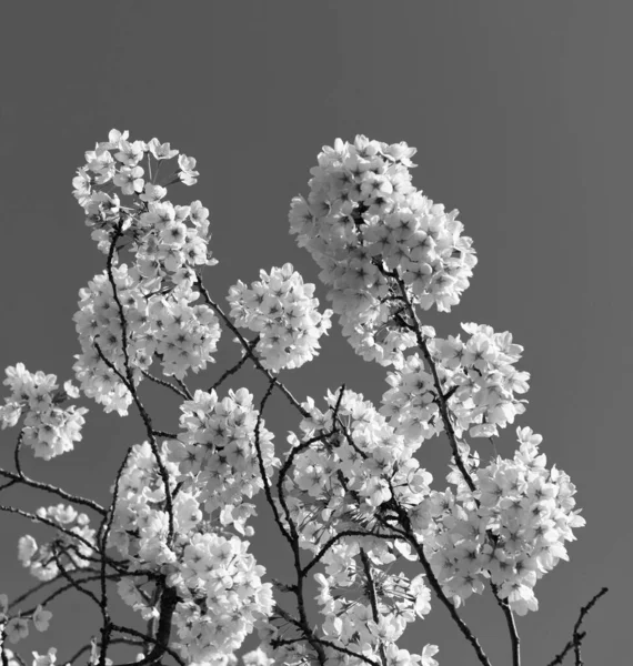 Ανθισμένο Λουλούδι Δέντρο Sakura Ανθίζοντας Ανθοφορία Φόντο Την Άνοιξη — Φωτογραφία Αρχείου