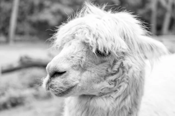 White Lama Glama Muzzle Natural Background — 图库照片