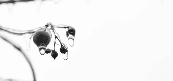 Zimowe Mrożone Jagody Łabędzia Przestrzeń Kopiowania Makro Piękno Zimowej Przyrody — Zdjęcie stockowe
