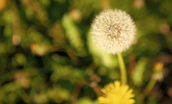 Квітка Кульбаби Природному Фоні Макро Краса Природи Вибірковий Фокус Простір — стокове фото