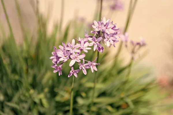 紫丁香开花的洋葱花植物 有选择的焦点 — 图库照片