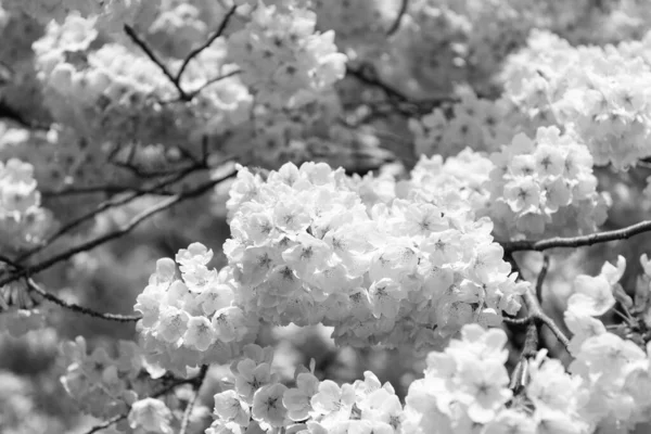 Sakura Fleur Tendre Sur Arbre Foyer Sélectif Macro Nature — Photo