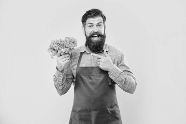 Happy man greengrocer in apron pointing finger at fresh leaf lettuce yellow background, shopkeeper.