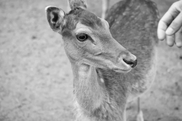Young Deer Cute Head Hand Wild Animal Outdoor — Fotografia de Stock