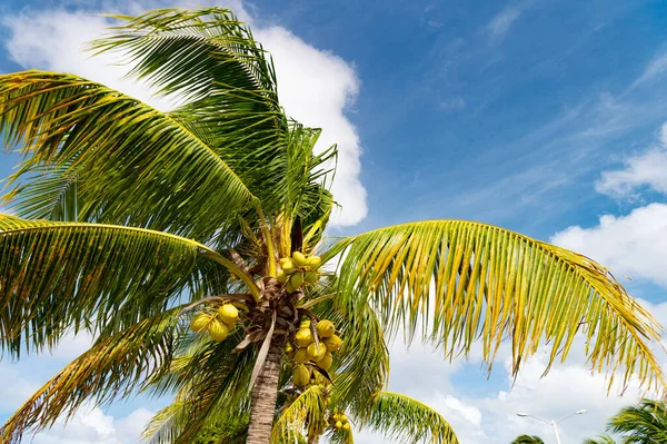 Tropické Palmy Létě Tropické Palmy Pozadí Oblohy Tropické Palmy Kopírovacím — Stock fotografie