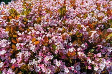 Saxifragaceae doğa arka planı. Saxifragaceae doğa arka planı. Saxifragaceae doğa arka planı dışarıda. Saksafragaceae doğa arkaplanının fotoğrafı.