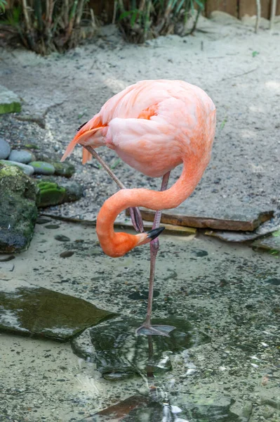 Flamingo Fågel Djurlivet Flamingo Fågel Med Rosa Fjäder Exotiska Flamingo — Stockfoto