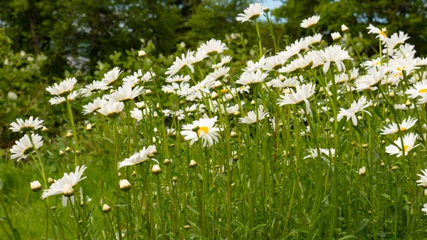 Kamillenblüte Feld Kamillenblüte Freien Wildblume Kamillenblüte Foto Von Kamillenblüte — Stockfoto