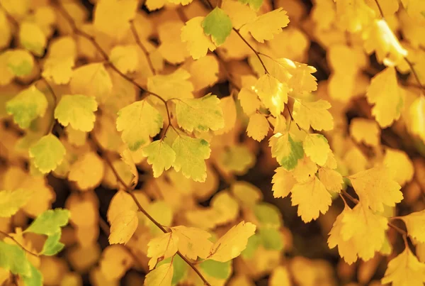 Žluté Podzimní Listy Makro Žlutých Podzimních Listů Přírody Podzimní Příroda — Stock fotografie