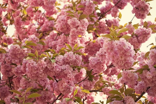 Pink Sakura Flower Blooming Spring Tree Flowering Cherries — 스톡 사진